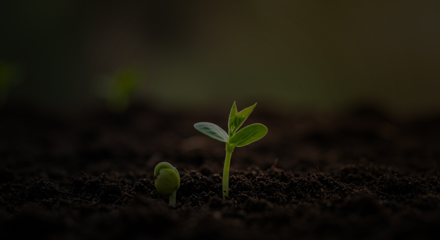 Close up of a Seedling Sprouting from the Soil